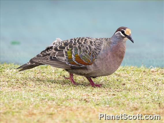 Common Bronzewing (Phaps chalcoptera)