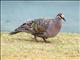 Common Bronzewing (Phaps chalcoptera)