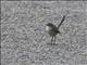 Red-winged Fairywren (Malurus elegans) - Female