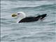 Pacific Gull (Larus pacificus)