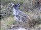 Western Gray Kangaroo (Macropus fuliginosus)