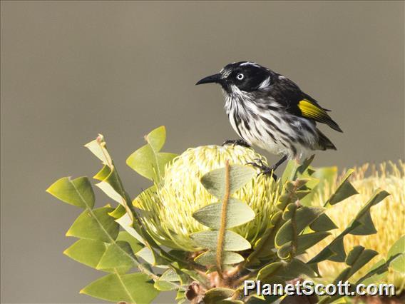 New Holland Honeyeater (Phylidonyris novaehollandiae)