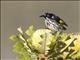 New Holland Honeyeater (Phylidonyris novaehollandiae)