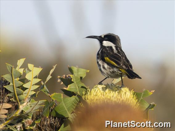 White-cheeked Honeyeater (Phylidonyris niger)