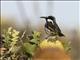 White-cheeked Honeyeater (Phylidonyris niger)