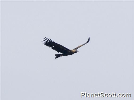 Wedge-tailed Eagle (Aquila audax)