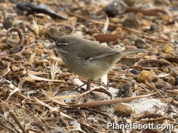 Spotted Scrubwren (Sericornis maculatus)