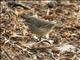 Spotted Scrubwren (Sericornis maculatus)