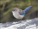 Splendid Fairywren (Malurus splendens) - Male