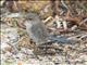 Splendid Fairywren (Malurus splendens) - Female