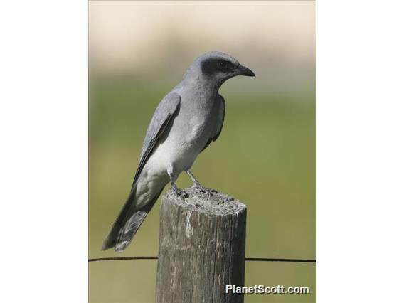 Black-faced Cuckooshrike (Coracina novaehollandiae)