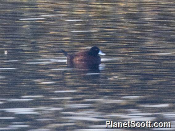 Blue-billed Duck (Oxyura australis)