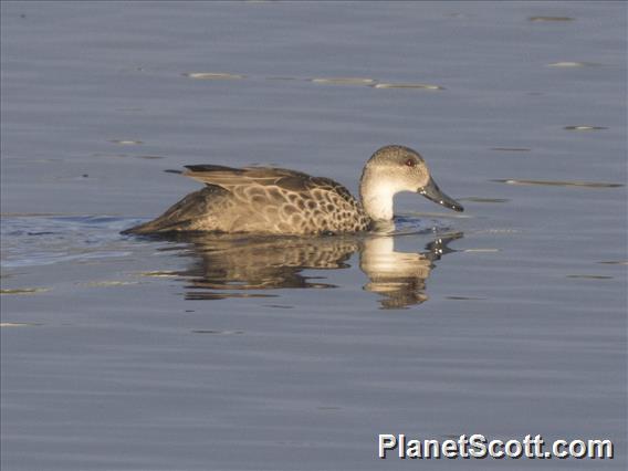 Gray Teal (Anas gracilis)