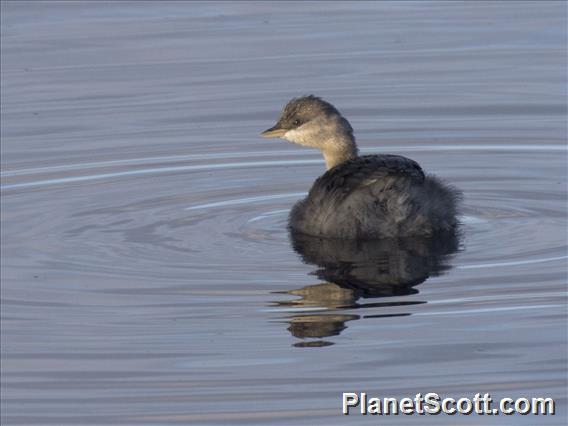 Hoary-headed Grebe (Poliocephalus poliocephalus)