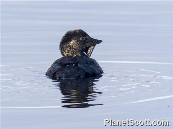 Musk Duck (Biziura lobata)