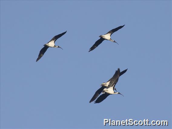 Straw-necked Ibis (Threskiornis spinicollis)