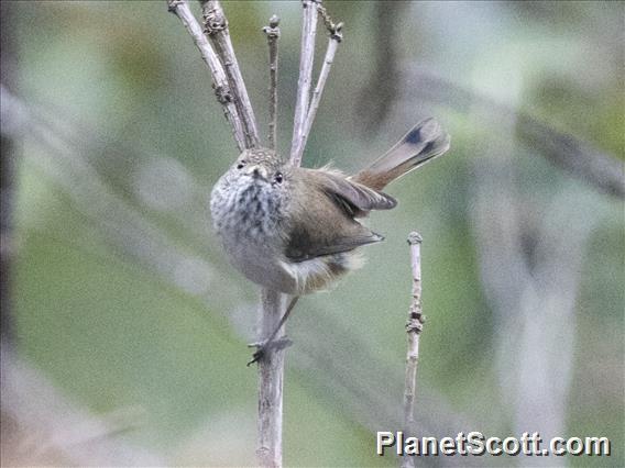 Inland Thornbill (Acanthiza apicalis)