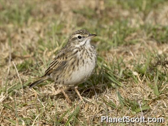 Australian Pipit (Anthus australis)