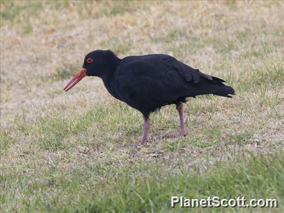 Sooty Oystercatcher (Haematopus fuliginosus)