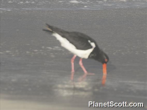 Pied Oystercatcher (Haematopus longirostris)