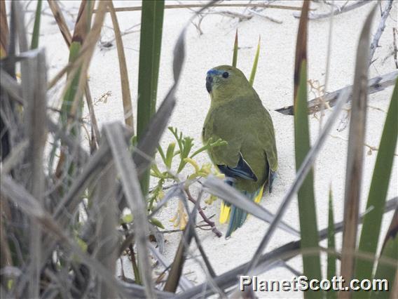 Rock Parrot (Neophema petrophila)