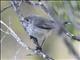 Inland Thornbill (Acanthiza apicalis)