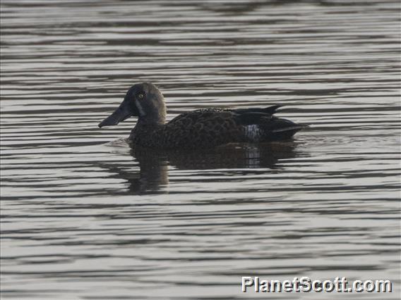 Australasian Shoveler (Spatula rhynchotis)