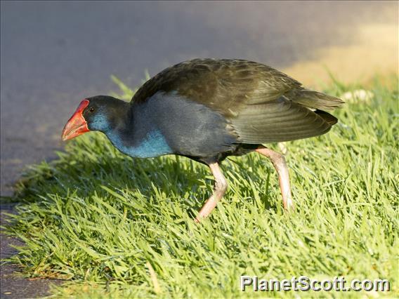 Australasian Swamphen (Porphyrio melanotus)