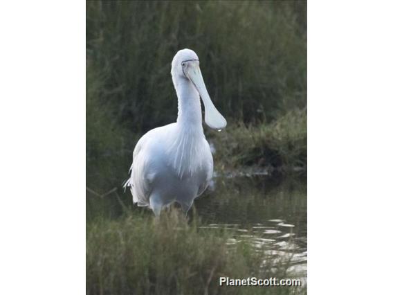 Yellow-billed Spoonbill (Platalea flavipes)