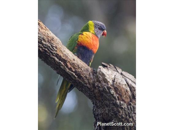 Rainbow Lorikeet (Trichoglossus moluccanus)