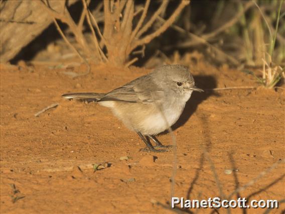 Redthroat (Pyrrholaemus brunneus)