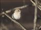 Red-capped Robin (Petroica goodenovii) - Female