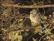 Splendid Fairywren (Malurus splendens) - Male