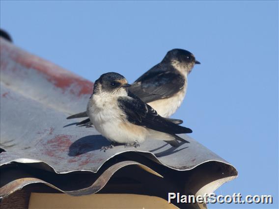 Tree Martin (Petrochelidon nigricans)