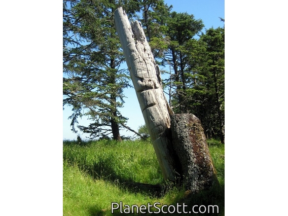 Haida totem