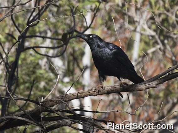 Torresian Crow (Corvus orru)