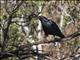 Torresian Crow (Corvus orru)