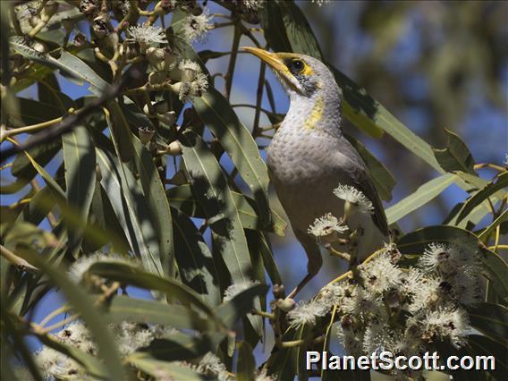 Yellow-throated Miner (Manorina flavigula)