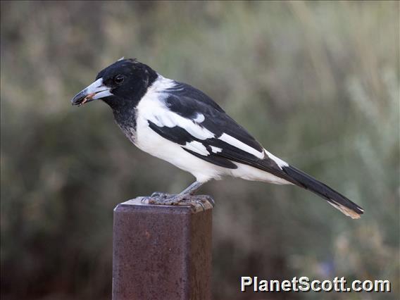 Pied Butcherbird (Cracticus nigrogularis)