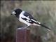 Pied Butcherbird (Cracticus nigrogularis)