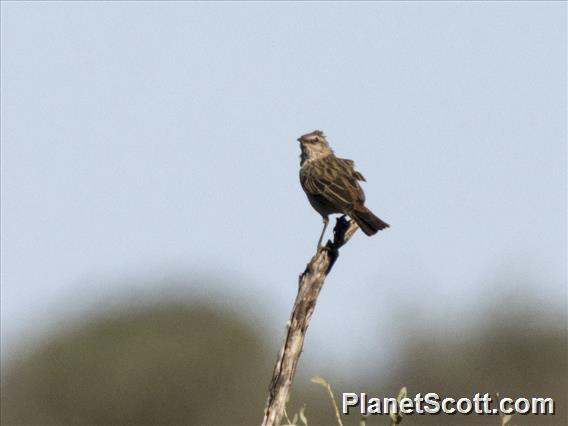 Rufous Songlark (Cincloramphus mathewsi)