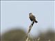 Rufous Songlark (Cincloramphus mathewsi)