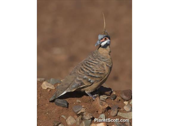 Spinifex Pigeon (Geophaps plumifera)