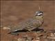 Spinifex Pigeon (Geophaps plumifera)