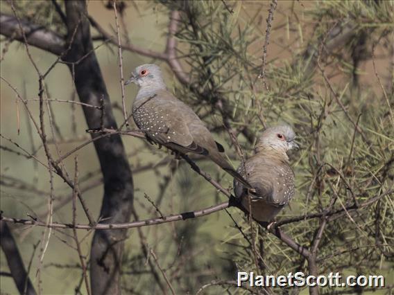 Diamond Dove (Geopelia cuneata)