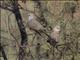 Diamond Dove (Geopelia cuneata)