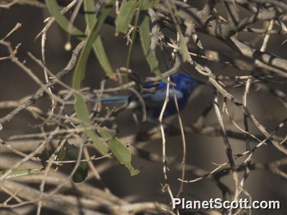 White-winged Fairywren (Malurus leucopterus)