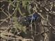 White-winged Fairywren (Malurus leucopterus)