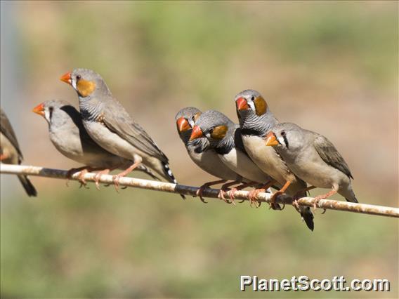 Zebra Finch (Taeniopygia guttata)