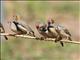 Zebra Finch (Taeniopygia guttata)